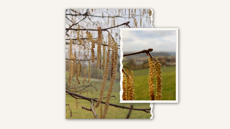 Der Vorfrühling und die Haselnuss