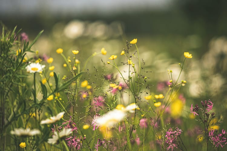 Bienenfreundliches Saatgut kaufen